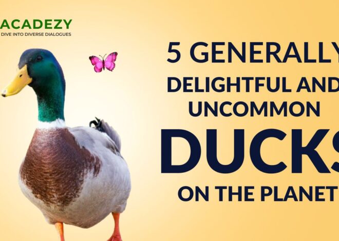 5 generally delightful and uncommon ducks on the planet